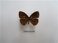 藏品(淡色眉眼蝶)的圖片